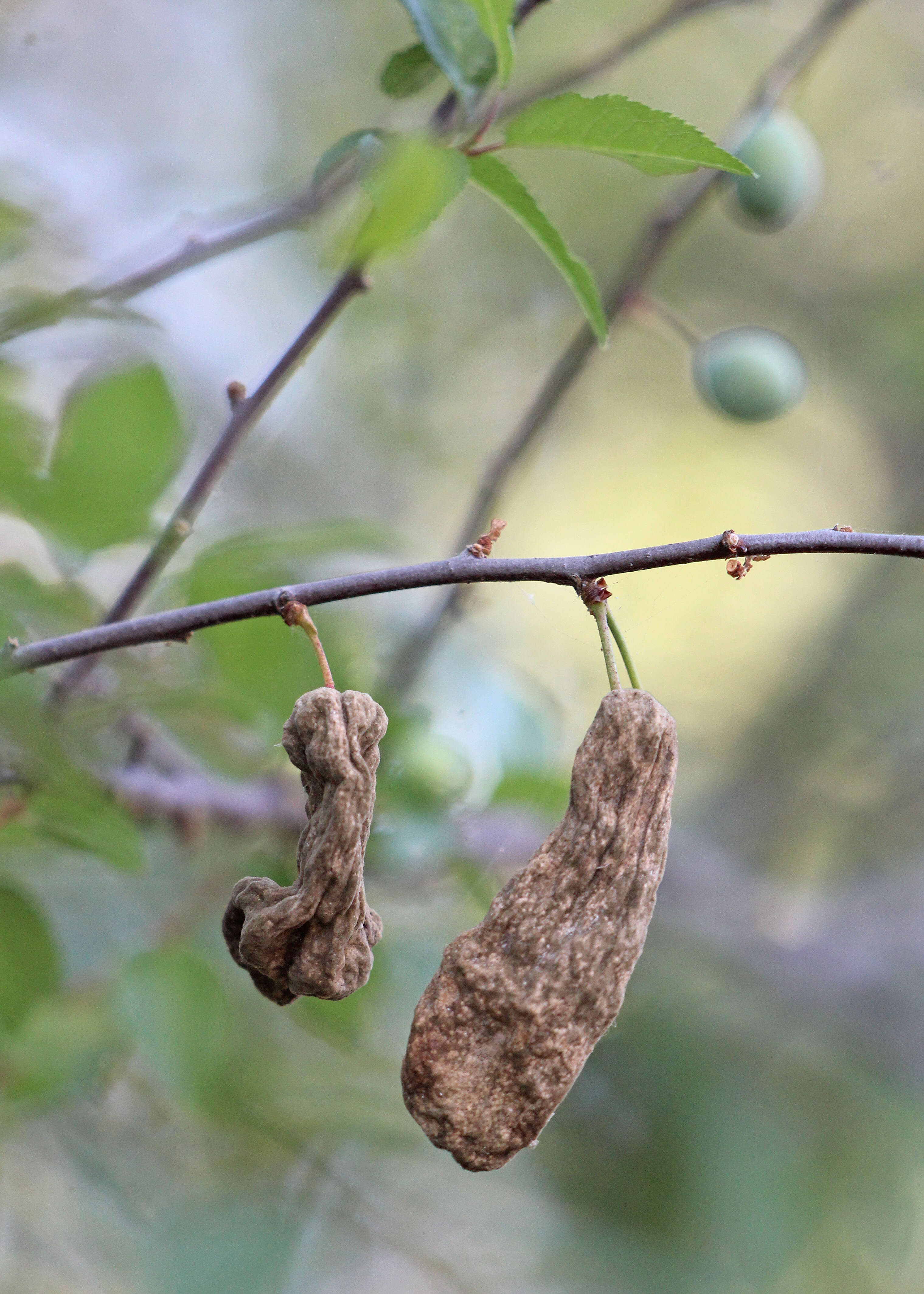 Image of Bladder Plum Gall