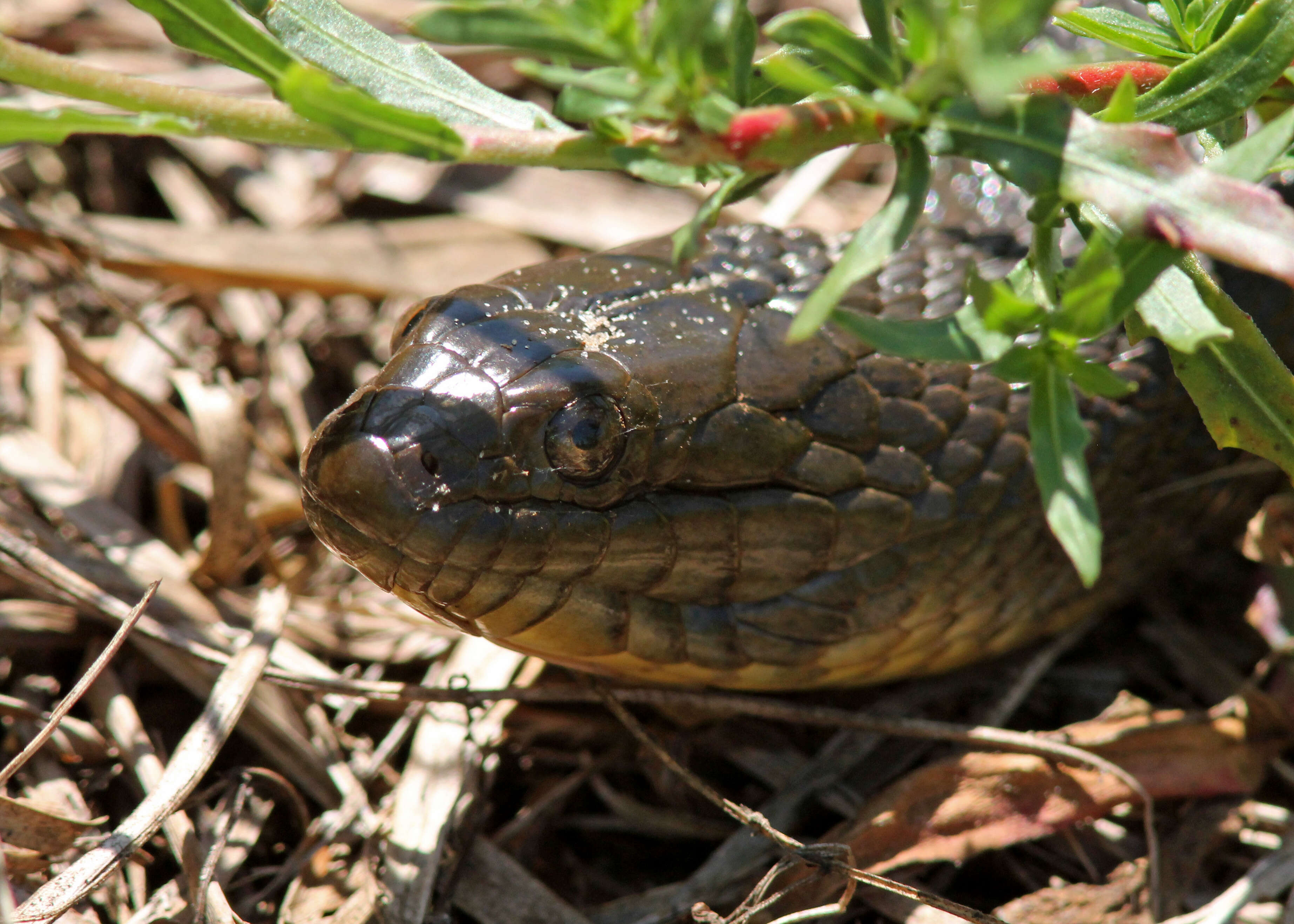 Image of Florida Green Water Snake