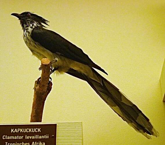 Image of Levaillant's Cuckoo