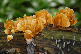 Image of Stereum ostrea (Blume & T. Nees) Fr. 1838