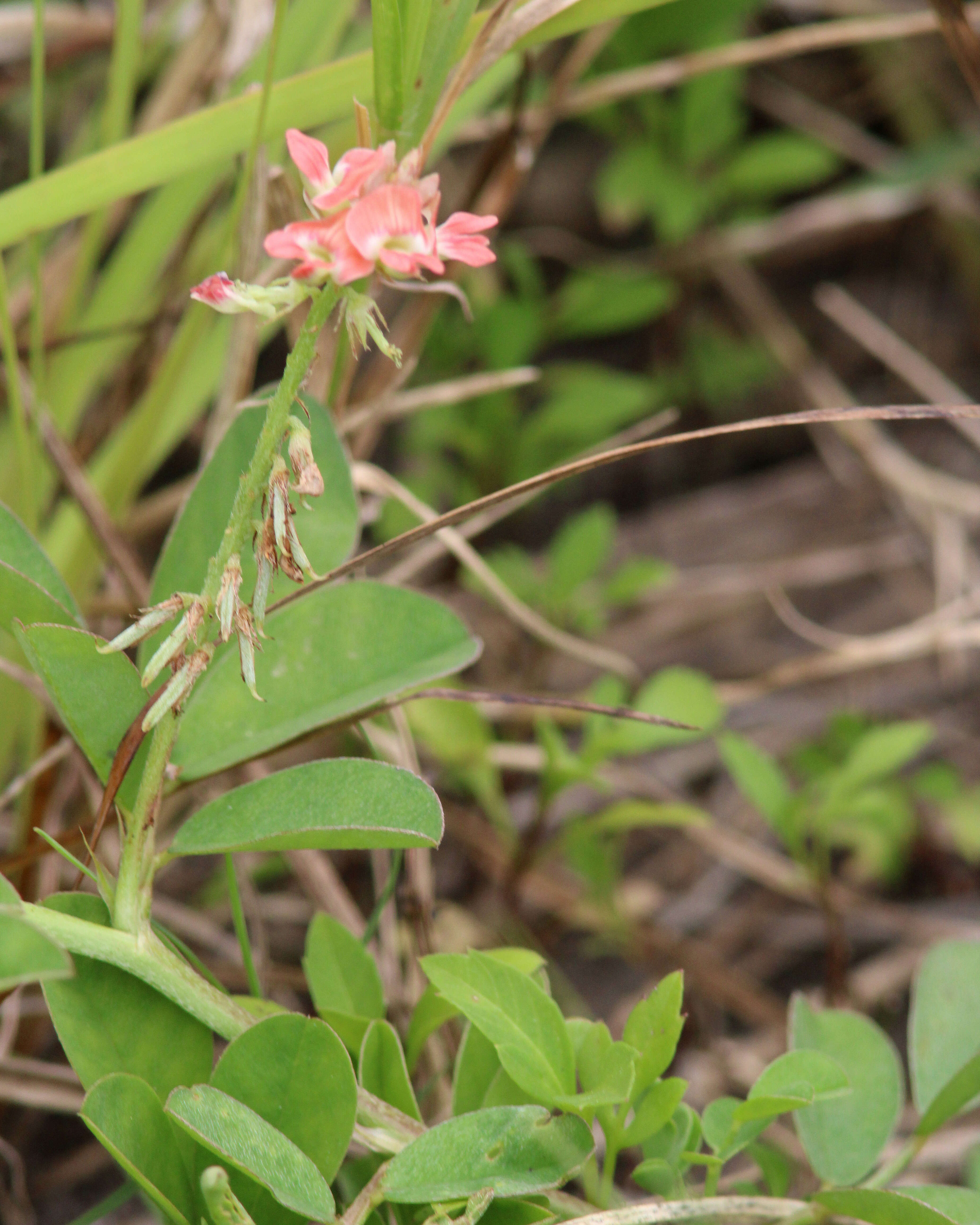 Indigofera spicata Forssk. resmi