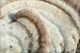 Image of Trametes hirsuta (Wulfen) Lloyd 1924