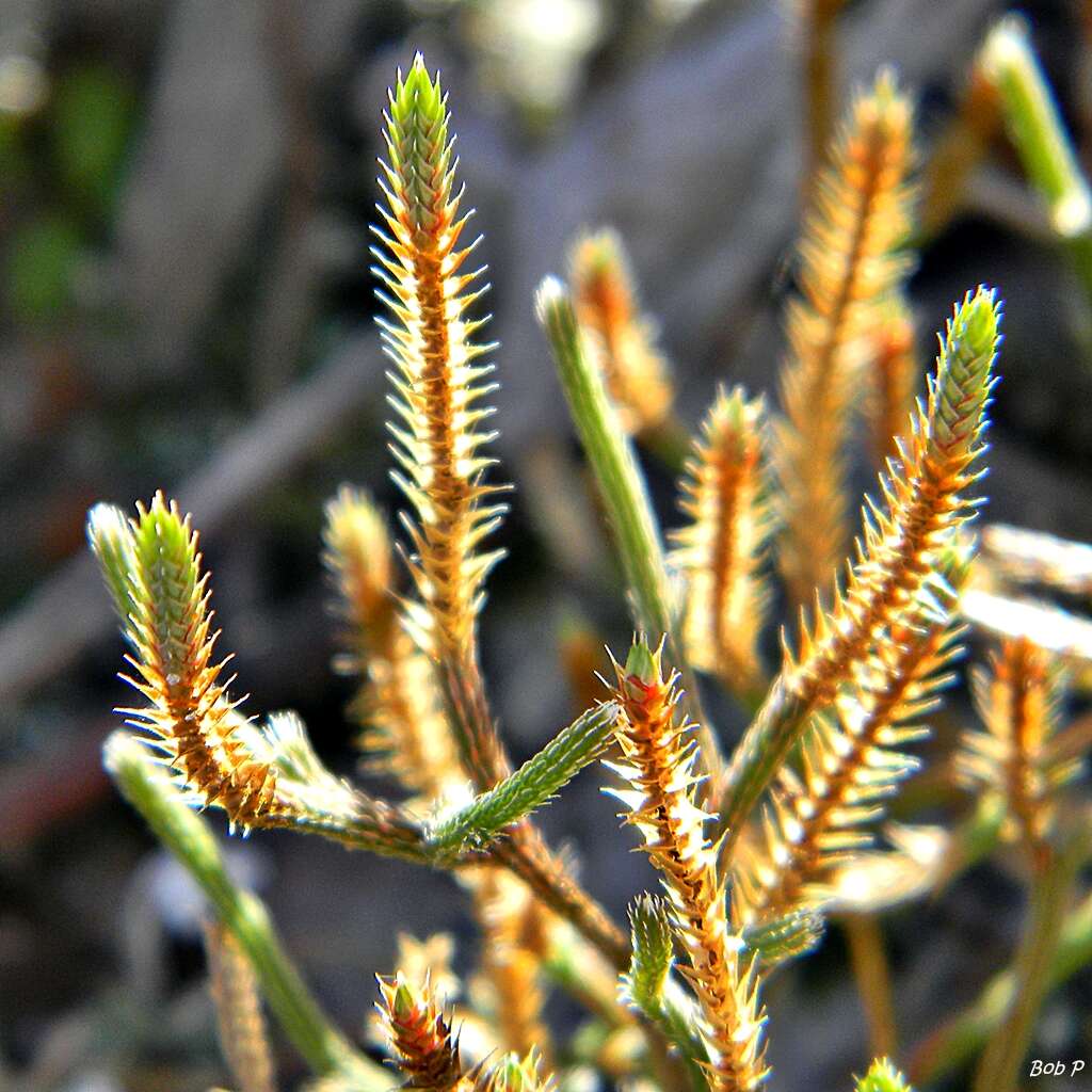 Image de Selaginella arenicola Underw.