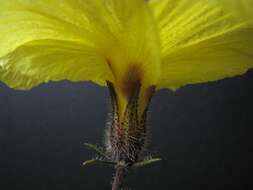 Image of Mokulei rosemallow