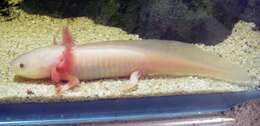 Image of Axolotl