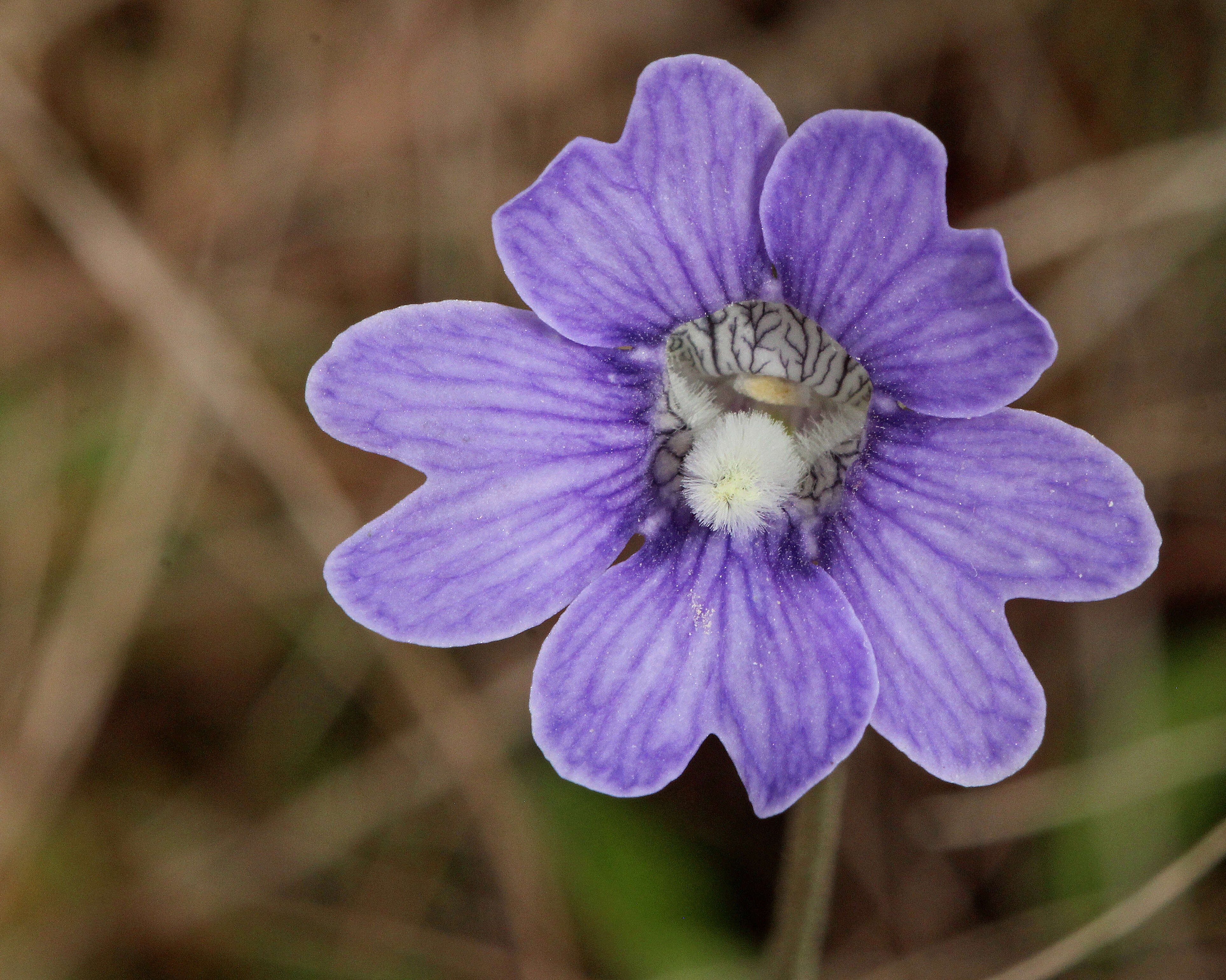 Image of blueflower butterwort