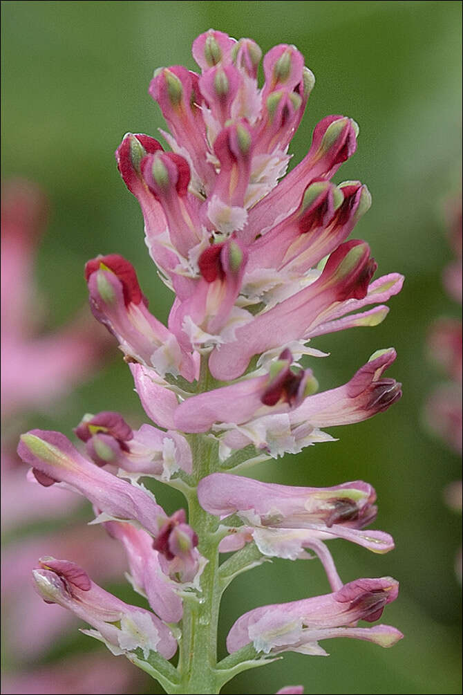 Image of Common Fumitory