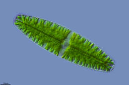 Image of Netrium digitus