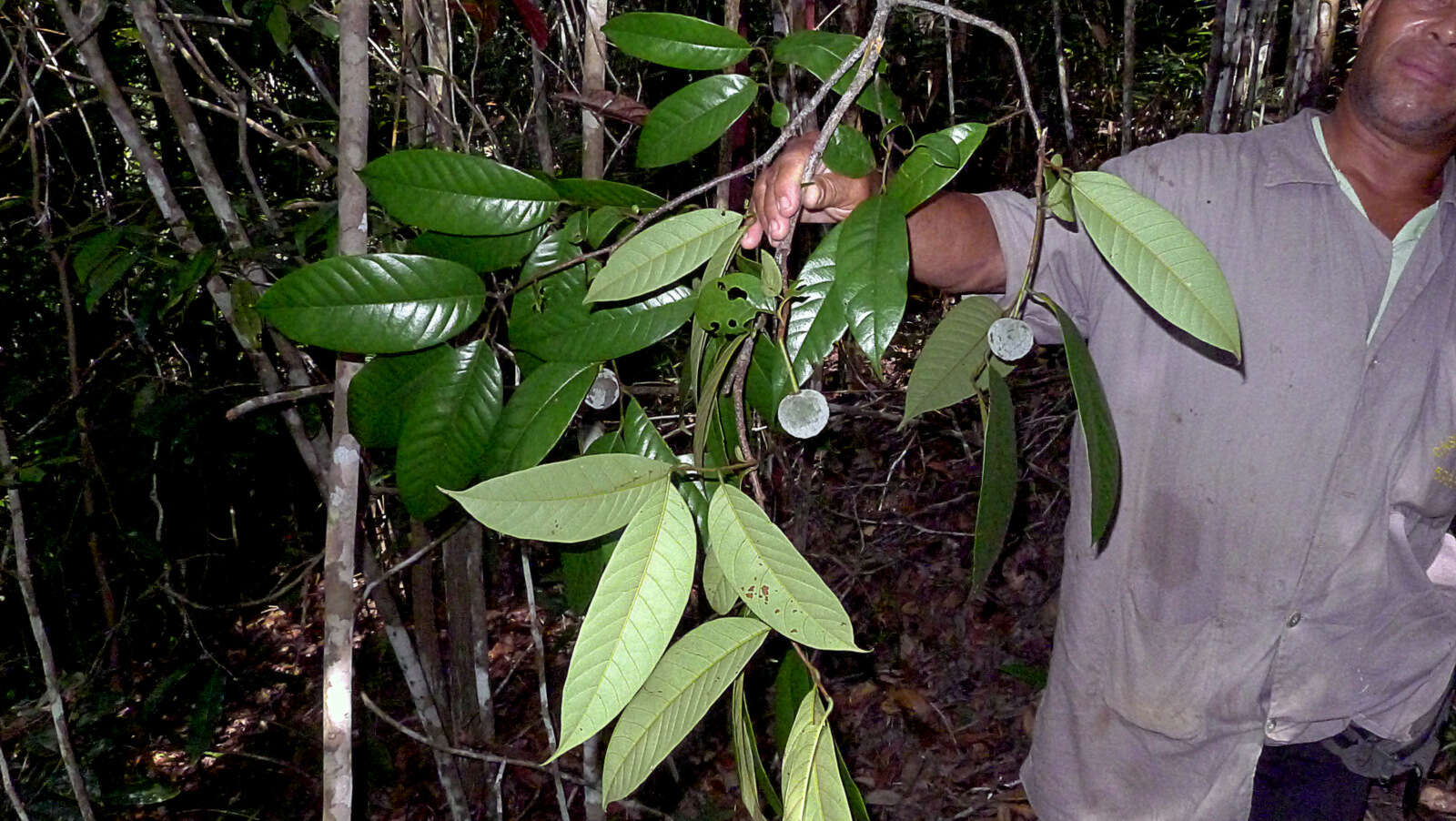 Sivun Annona bahiensis (Maas & Westra) H. Rainer kuva