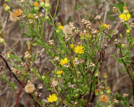 Слика од Heterotheca subaxillaris (Lam.) Britt. & Rusby