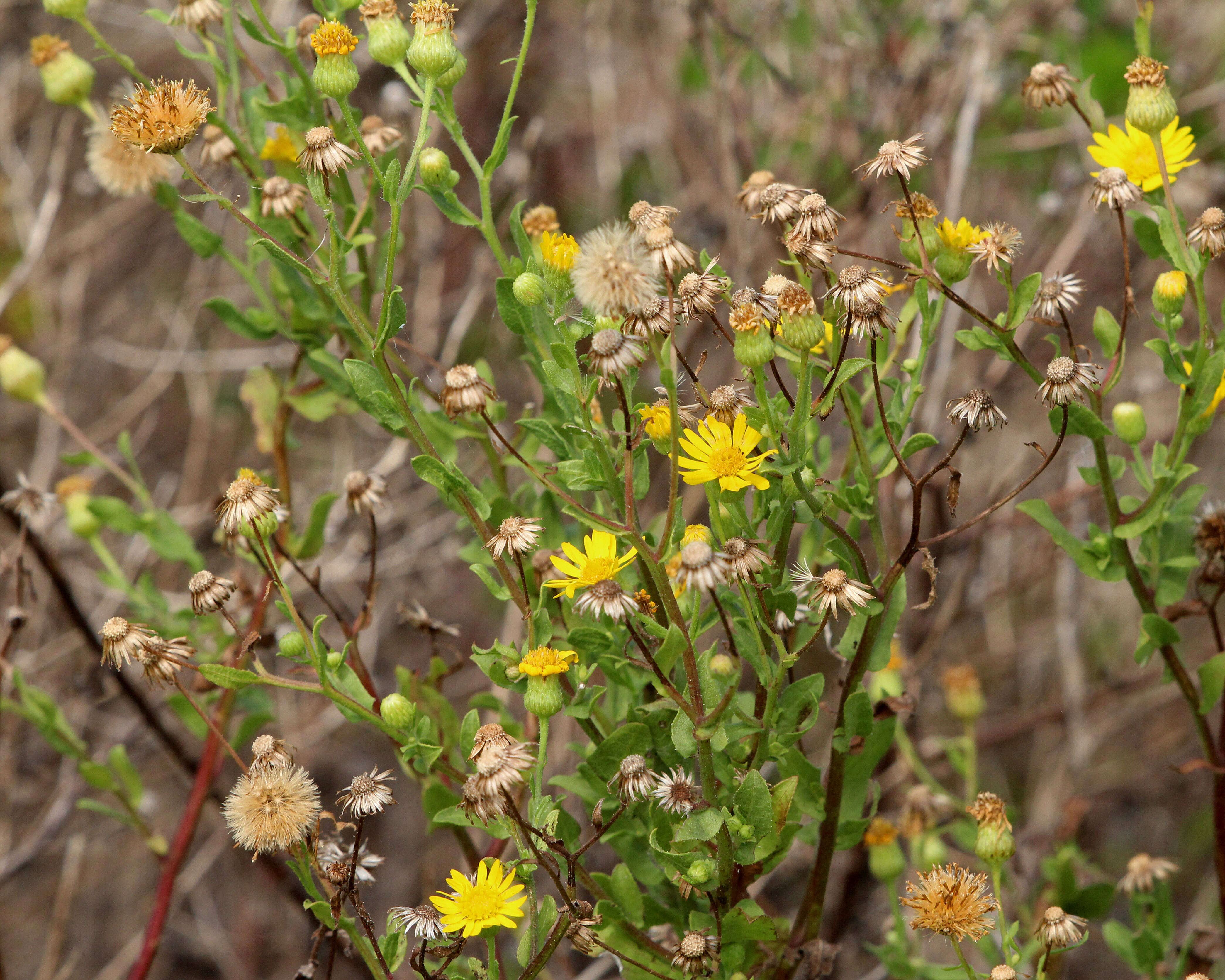 Слика од Heterotheca subaxillaris (Lam.) Britt. & Rusby