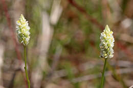 Plancia ëd Polygala setacea Michx.