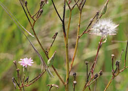 Image of grassleaf lettuce