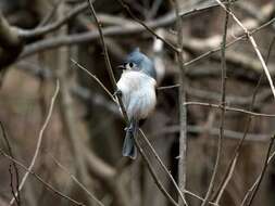 Image of American Titmice