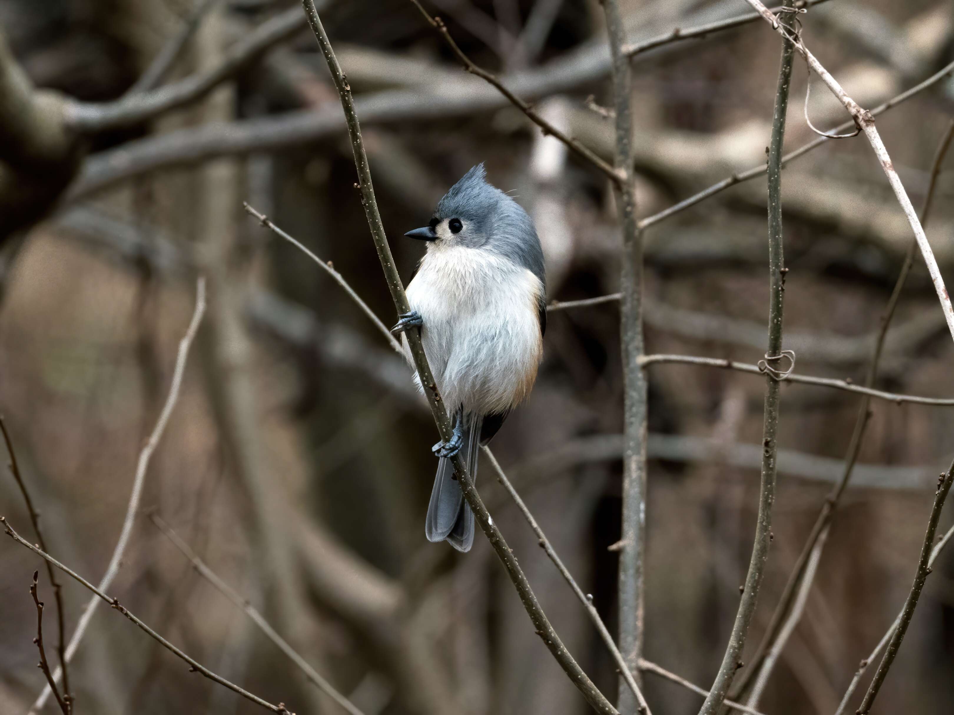 Image of American Titmice
