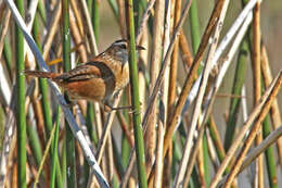 صورة Cistothorus palustris (Wilson & A 1810)