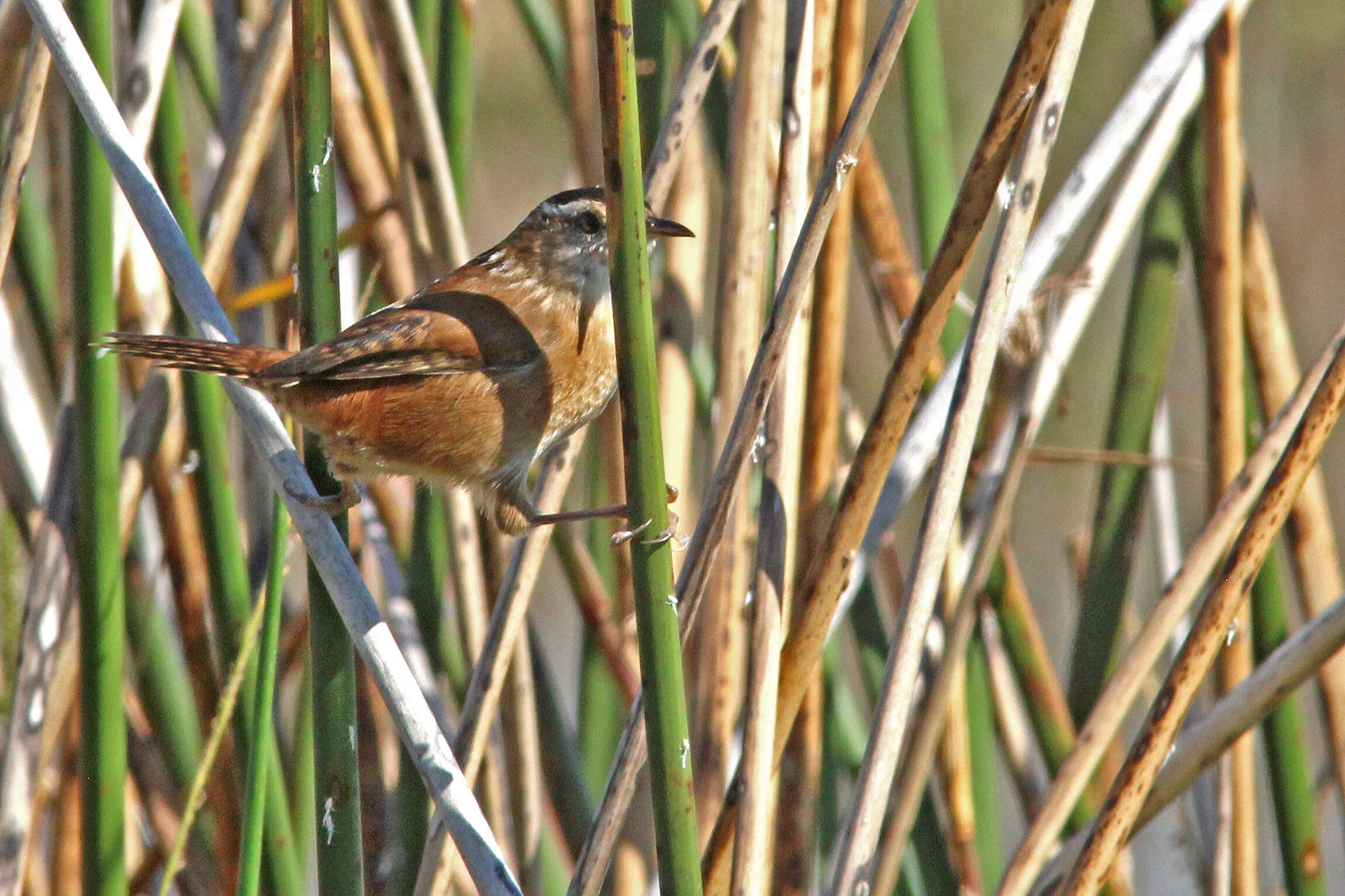 Image of Marsh Wren