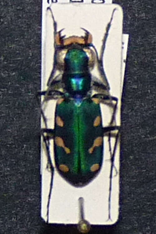 Image of Cicindela (Cosmodela) fleutiauxi W. Horn 1915