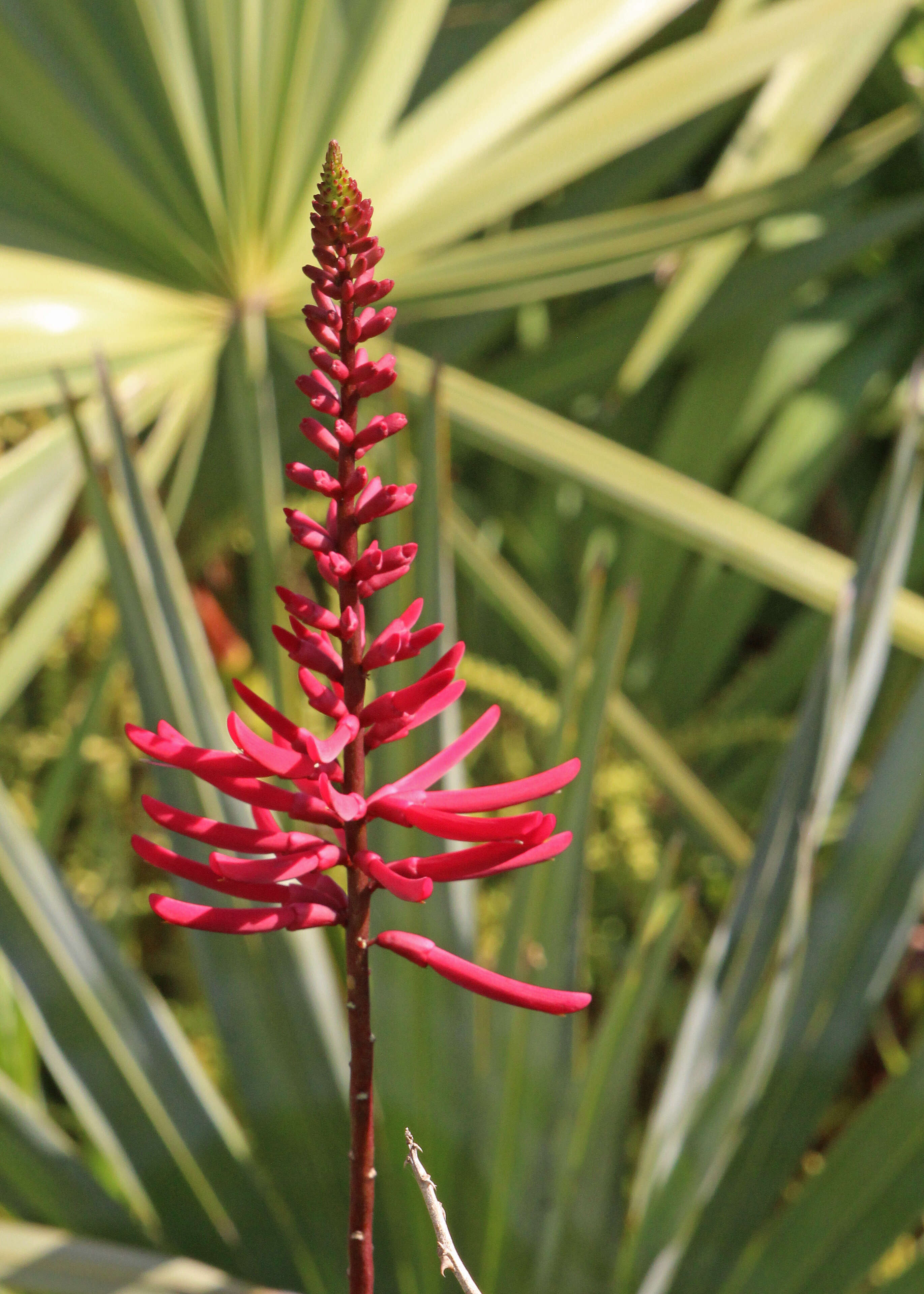 Plancia ëd Erythrina herbacea L.