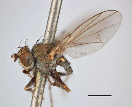 Image of Notiphila cinerea Fallen 1813