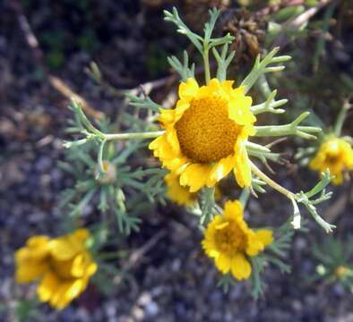 Image of Cladanthus arabicus (L.) Cass.