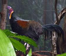 Image of Green Junglefowl