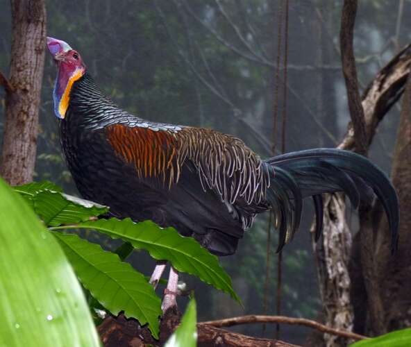 Image of Green Junglefowl