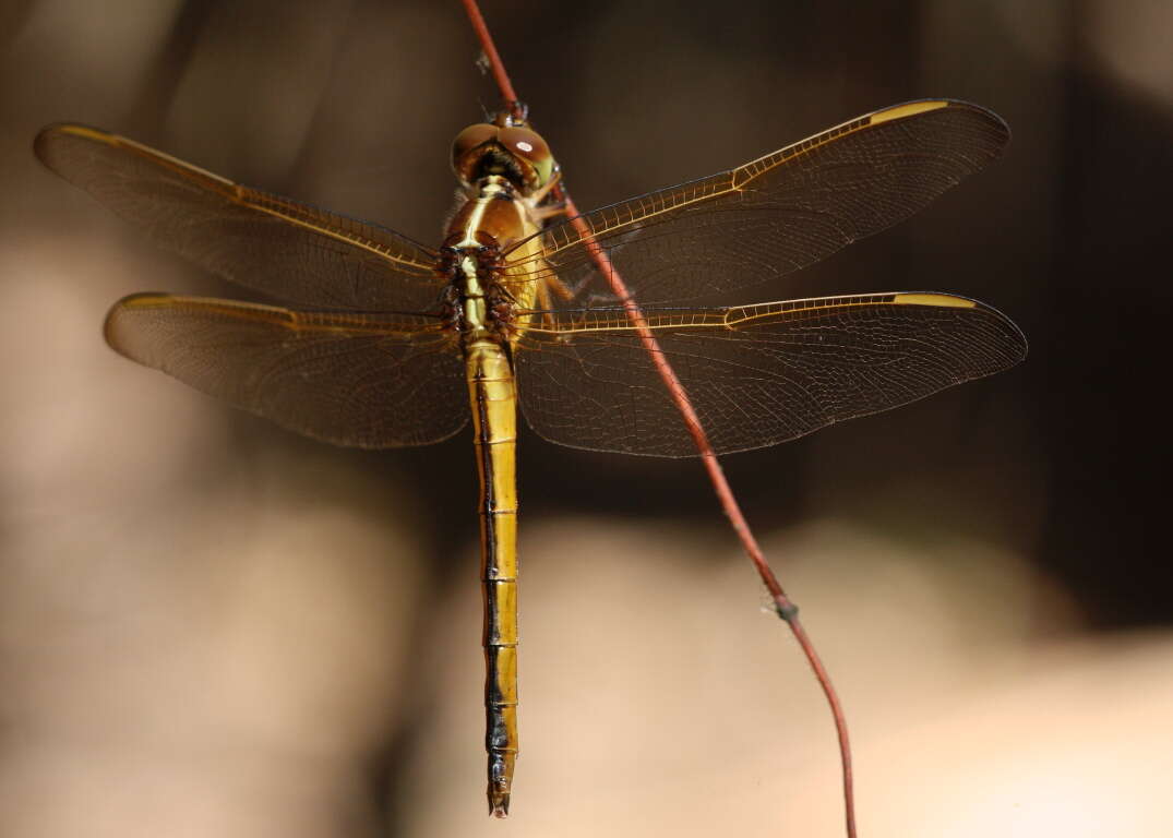 Image of Needham's Skimmer