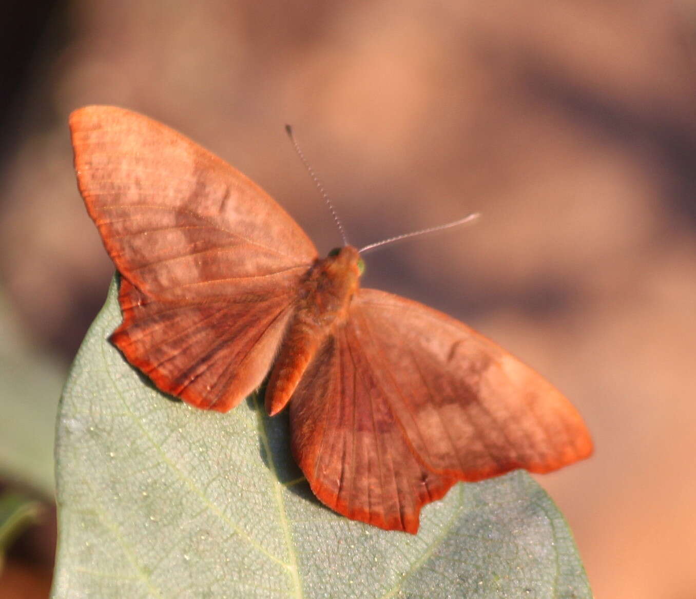 Image of Abisara bifasciata Moore 1877