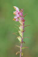 Image of Broomrape