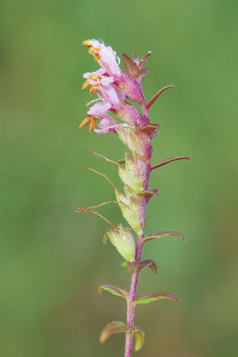 Image of Broomrape