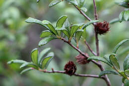 Image of Leafy Oak Gall Wasp