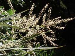 Image de Cordyline australis (G. Forst.) Endl.