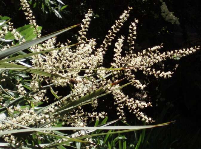 Image de Cordyline australis (G. Forst.) Endl.