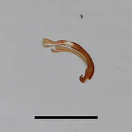 Image of Ochthebius (Ochthebius) nilssoni Hebauer 1986