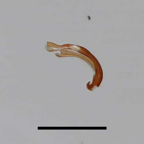 Image of Ochthebius (Ochthebius) nilssoni Hebauer 1986