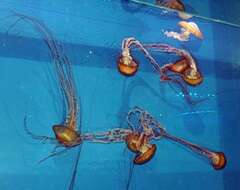 Image of Sea nettle