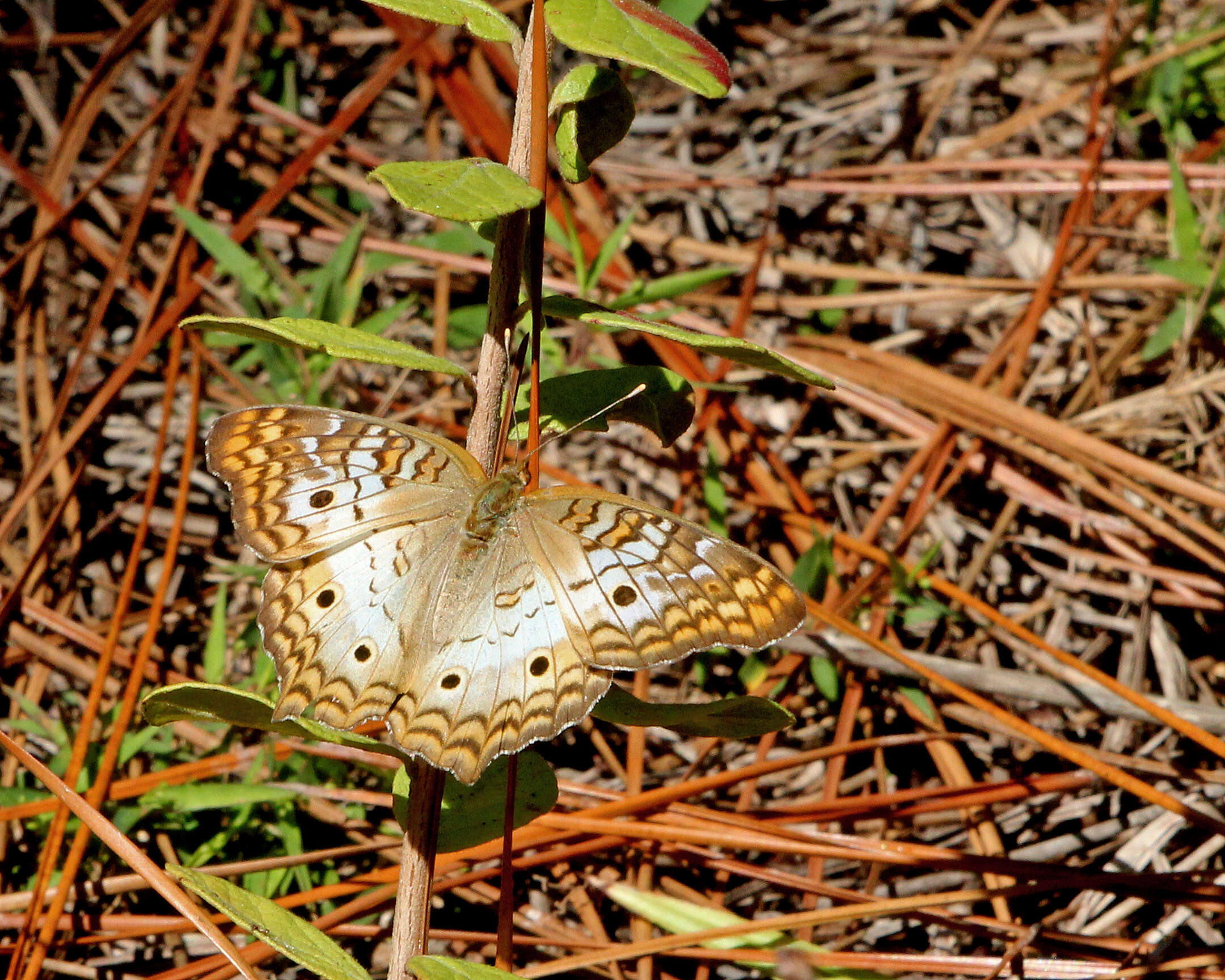 Image of White Peacock