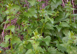 Scrophularia peregrina L. resmi