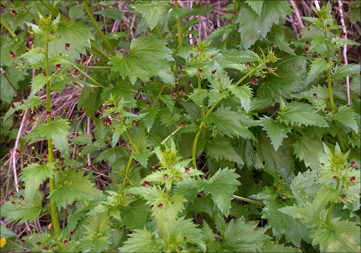 Scrophularia peregrina L. resmi