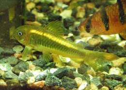 Imagem de Corydoras aeneus (Gill 1858)