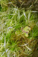 Image of brittle swan-neck moss