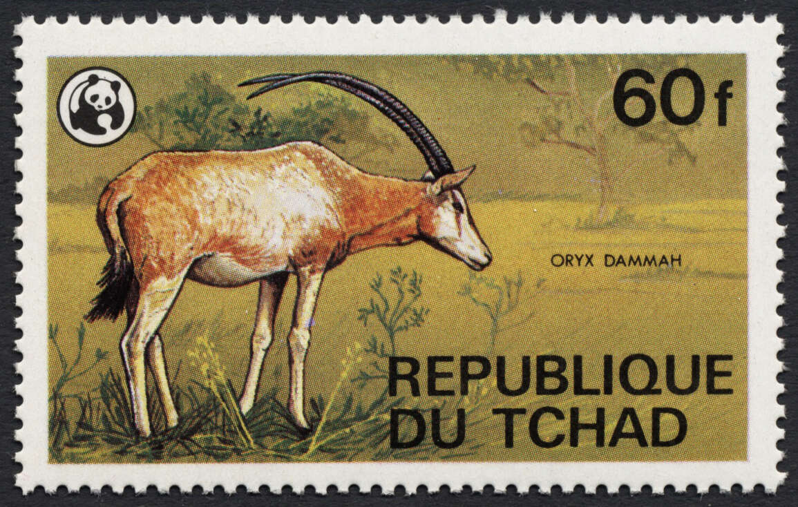 Image of Scimitar-horned Oryx