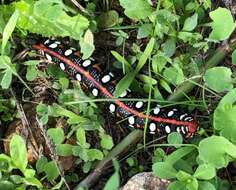 Image of Spurge Hawk Moth