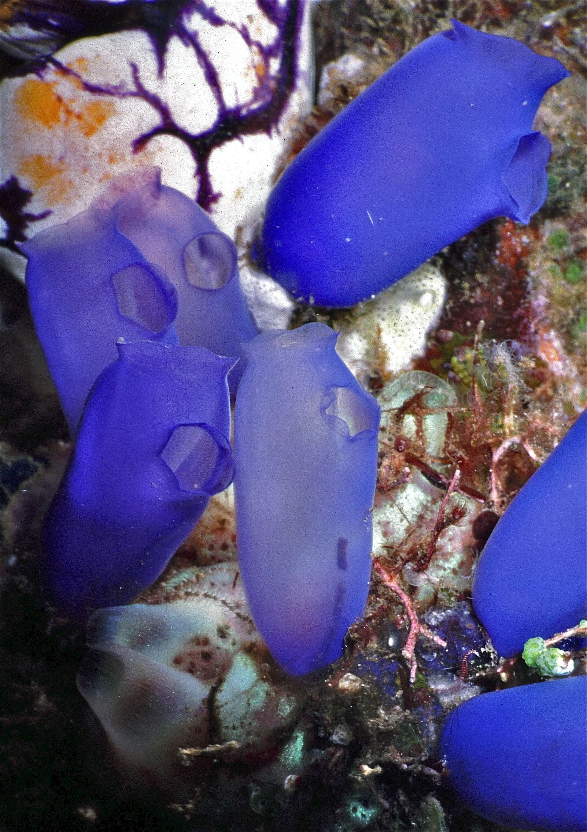 Image of blue ascidian