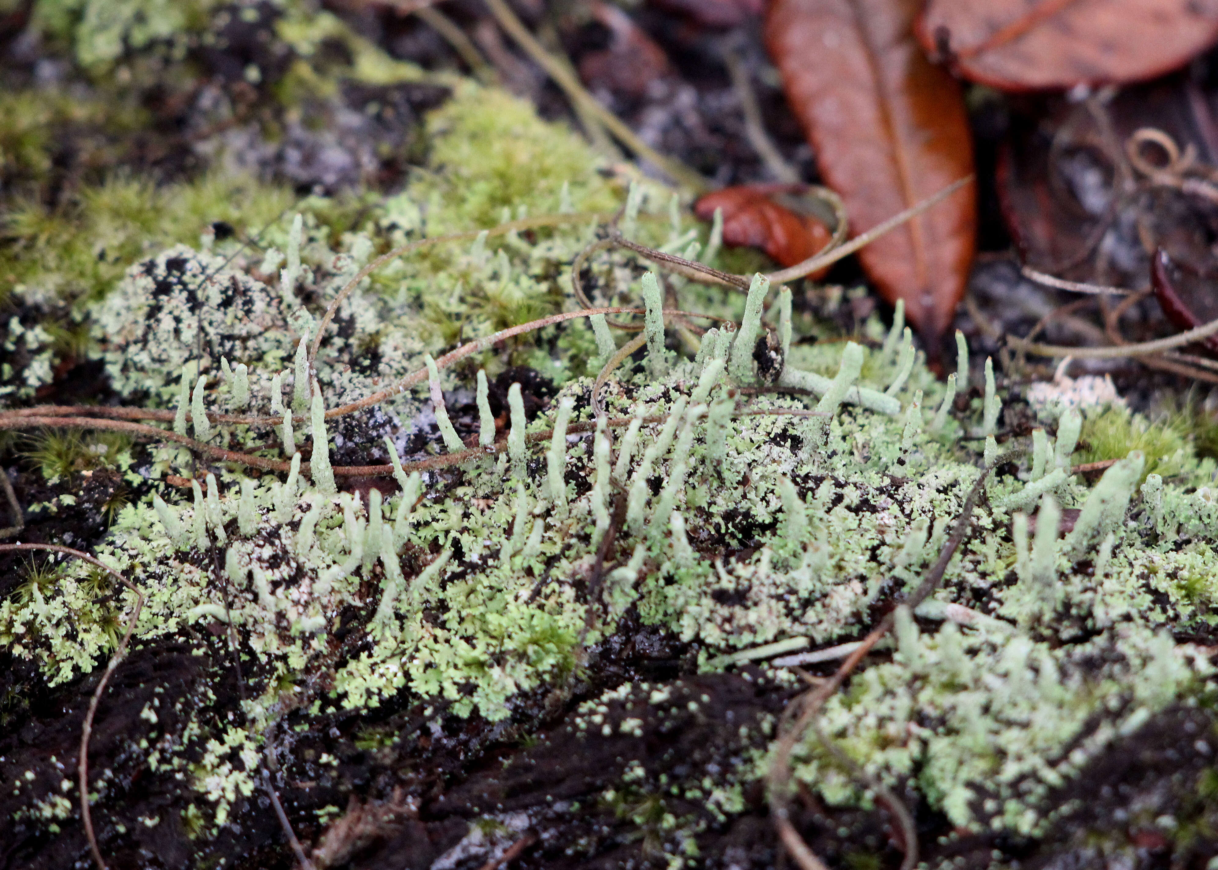 Image of cup lichen