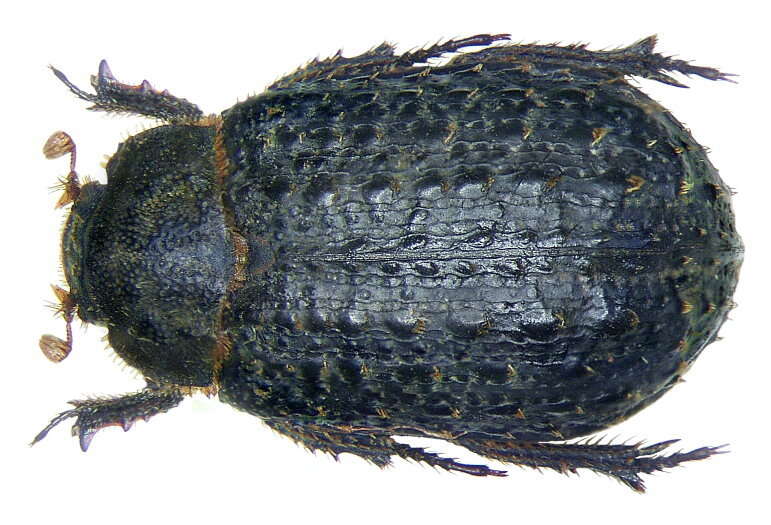 Image of Trox sabulosus (Linnaeus 1758)