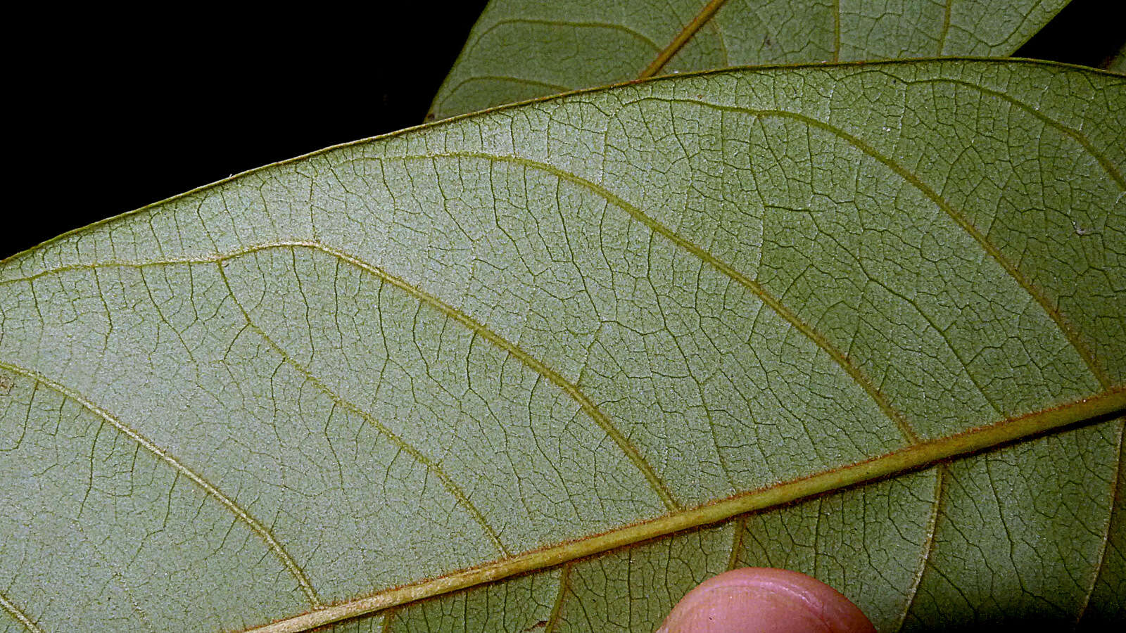 صورة Annona bahiensis (Maas & Westra) H. Rainer