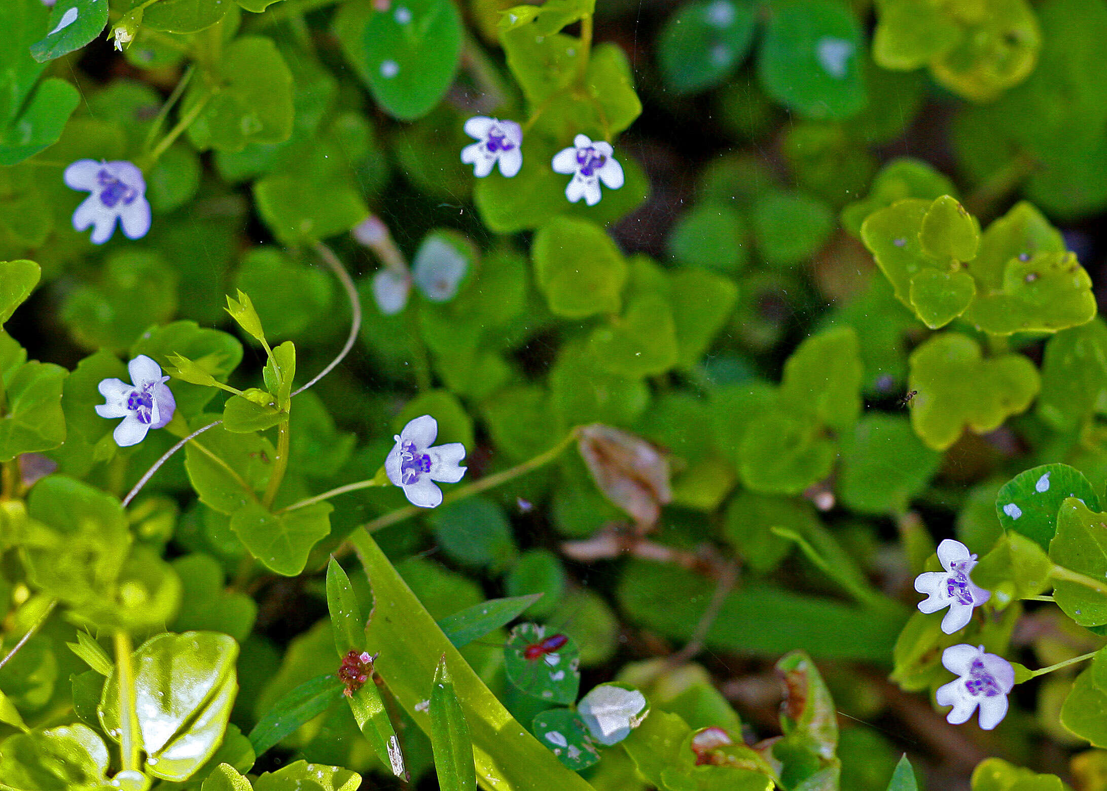 صورة Clinopodium brownei (Sw.) Kuntze