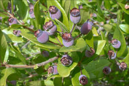 Myrtus communis subsp. communis resmi